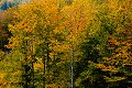 Bukové barvy podzimu