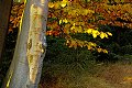 Podzimní bukové listí