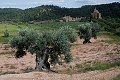 Staré olivovníky 